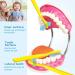 2023 Dental Teeth Care Model with Giant Toothbrush - Adult & Kids Demonstration Teeth Model - Buy Online on GoSupps.com