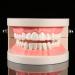 TYTOGE Standard Dental Model - PVC Teaching Tool for Kids | Dental Study & Instruction - Buy Online on GoSupps.com
