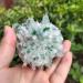 Natural Crystal Rough 1pc Natural Green Phantom Quartz Crystal Cluster Stone Ornaments 300G-900G for (Color : 1pc810g-900g Size : 1PC) 1PC 1pc810g-900g - Buy Online on GoSupps.com