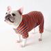 BT BEAR Colorful Striped Pajamas for Small Dogs - Soft Cotton Bulldog Costume (Size S Blue/Orange) - Cute One-Piece Dog Clothing - Buy Online on GoSupps.com