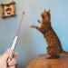 TAIMEI Cat Toys 7 in 1 Function LED Pointer Interactive Cat Toy for Indoor Playing Kitten Toys for Exercising Training Tool for Cat Dog Chaser (9127) - Buy Online on GoSupps.com