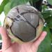 Home Decoration Natural turtleback Stone Crystal Stones Stone Mineral Specimen (Size : 300-350g)
