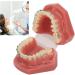 Orthodontic Bracket Model - Dental Resin Model & Portable Metal Wire for Student Learning - Buy Online on GoSupps.com