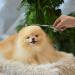 Mangostyle Stainless Steel Pet Grooming Shears | Curved Cat Dog Scissors - Buy Online on GoSupps.com
