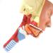 Human Head Human Body Model and Muscle Nasal Pharyngeal Throat Trachea Cricopharyng Muscle Anatomy Model Medical Teaching Accessories - Buy Online on GoSupps.com