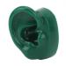 Water-Resistant Silicone Pair Ear Model for Acupuncture - Large Base, Green - Buy Online on GoSupps.com