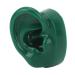 Buy Silicone Ear Model Pair Set - Fake Earmold for Headphones & Acupuncture | Green Ear Display - Buy Online on GoSupps.com