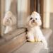 The Thoughtful Brand 50 Pcs Dog Hair Bows with Rubber Bands - Gentle & Durable for Your Pup - Includes Bonus Grooming Comb - Buy Online on GoSupps.com