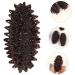 KICHOUSE 6pcs Mini Sea Cucumber Photo Props Science Educational Playthings Cognitive Model Food Fridge Magnet - Buy Online on GoSupps.com