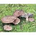 WENXUANSU:1 Pound (454 grams) Sarcodon Aspratus Dried Mushroom from Yunnan China - Buy Online on GoSupps.com