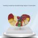 Liver Damage ical Model Liver Pathology Models Teaching Aids - 22.5 * 17 * 16CM - Buy Online on GoSupps.com