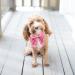 Buy Lionet Paws Comfortable Silk Dog Collar with Removable Fly for Small Dogs | Perfect Fit 25-40cm | 1 Pack - Peach - Buy Online on GoSupps.com