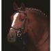 Ireland Rambo Micklem Competition Bridle - Black for Small Horse | International Shipping Available - Buy Online on GoSupps.com