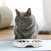 MSBC Slow Feeder Bowl for Cats and Puppies - Anti-Gulping Interactive Pet Food Dish - Non-Slip Melamine Bowl for Slow Eating - White - Buy Online on GoSupps.com
