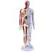 Muscle Anatomical Male Model Semi-musculoskeletal+Nerve Distributed 361 Acupoints+48 External Acupoints (23.6 Inches High) with Acupuncture Point Book+Acupuncture Chart+Base A