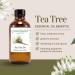 GreenHealth - 5 ml Tea Tree Essential Oil - 100% Pure - Buy Online on GoSupps.com