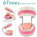LVCHEN Mouth Model for Speech Therapy - Dental Hygiene Teeth Model with Movable Tongue and Denture Toothbrush - Buy Online on GoSupps.com