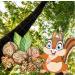 Premium 10 kg Animal Feed Walnuts with Bowl for Squirrels - Fresh Harvest 100% Vegan & Natural - Buy Online on GoSupps.com