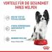 ROYAL CANIN X-Small Puppy | 12 x 85 g | Wet Food for Small Breed Puppies | Up to 10 Months | with Chunks in Sauce | in Sachet - Buy Online on GoSupps.com