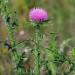 Buy 100% Natural Milk Thistle Seeds (Ground 500g) - Pure EU Quality International Shipping Available - Buy Online on GoSupps.com
