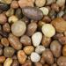 Strata Scottish Pebbles - 5kg Eco-Friendly Gravels for Home, Office, or Garden Decor - Natural Tumbled Smooth Stones 25-50MM - Buy Online on GoSupps.com