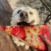 Doggijuana Bundle: Catnip Toy & Organic Refill Munchies Pizza Dognip - Buy Online on GoSupps.com