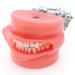 Samnuerly Dental Teeth Model 28 Removable Teeth and Simulation Cheek Dentist Tooth Demonstration Teaching Learning Tool for Teaching Study