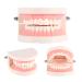 Buy Standard Tooth Model - PVC Dental Study for Adult Demonstration Teeth | International Shipping Available - Buy Online on GoSupps.com