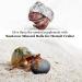 Sungrow 10 Hermit Crab & Crayfish Calcium Supplement Balls - 30+ Minerals for Molting Pets - Buy Online on GoSupps.com