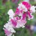 Benoon Sweet Pea Seeds 50pcs/Bag Fast Growing Hardy Plant Seeds Sweet Pea Seeds - Buy Online on GoSupps.com