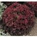 Lollo Rossa Darky foglia di lattuga di Verdure 500 semi