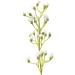 Ashland Ivory Mini Baby's Breath Spray 12 Pack - Buy Online on GoSupps.com