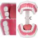 Teeth Model Toothbrushes - Dental Teaching Tool Kit | 120 Open & Clear View for Effective Learning - Buy Online on GoSupps.com