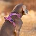 Adjustable Reflective Dog Harness - No Pull Step-in Soft Nylon for Small and Large Pets (S Purple) - Buy Online on GoSupps.com