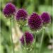 Butterfly House & Allium Bulbs - Buy Online on GoSupps.com