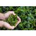 CENVEL Super Opa Loose Whole Leaf Black Tea | Exclusive Large Leaf Ceylon Tea | 100% Natural Tea | Pure Black Tea | Eco-Friendly Packaging (100g) - Buy Online on GoSupps.com