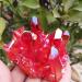 2pcs Crystal Cluster Natural Aura Angel Quartz Cluster Blue and red Gem Specimen s ERBDRGAZ - Buy Online on GoSupps.com
