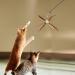 Uahpet Natural Feather Cat Toys with Retractable Wand | Interactive Toys for Indoor Cats | 60inch Safe Hunting Distance | Includes 4Pcs Replacement Teasers for Kittens - Buy Online on GoSupps.com