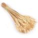 BBASILIYSD 25 Stems Dried Wheat Stalks 100% Natural Wheat Decor for Home Kitchen Christmas Wedding 25pcs Beige