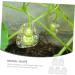 Yardenfun 5pcs Vegetable Ginseng Fruit for Garden Fruit Vegetable Small Fruit Gourd - Buy Online on GoSupps.com