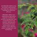 Organic India Ashwagandha Root Powder 16 oz - Premium Adaptogen for Stress Relief - Buy Online on GoSupps.com