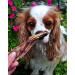 Troop Pet Products Duck Feet Natural Single Ingredient Canadian Dehydrated Training Treat (1000g/approx. 60pc) 1 kg (Pack of 1) - Buy Online on GoSupps.com