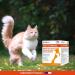 Aphicare - Vitality - Multivitamin Complex - Powder 100 GR - Vitamins - Trace Elements - Food Supplement for Dogs and Cats - Made in France - Buy Online on GoSupps.com