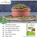 Drect Attar Ayurveda Raw Pumpkin Seeds for Eating (250 g) - Buy Online on GoSupps.com