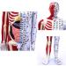 Male Acupuncture and Moxibustion Manikin 85cm with Pressure Points and Twelve Meridians Used for Teaching Point Model of School Supplies - Buy Online on GoSupps.com