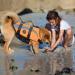 Emust Rescue Vest for Large & Small Dogs - High-Visibility Orange Dog Swimming Vest with Double Rescue Handles - Buy Online on GoSupps.com