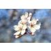 Crab Apple n 10 Fleur de Bach farmaflor 1 Flacon Comtpe Gouttes 10ml - Made in Italy - Buy Online on GoSupps.com