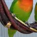 Qeeheng Natural Wood Bird Swing - Circular Hanging Ring with Bell | Parrot Cage Accessories for Nymphensittiche & More - Buy Online on GoSupps.com
