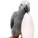 Cuttlebone for Cockatiels, Parakeets, Budgies, and More - 1-Pack 7.5-8 - Buy Online on GoSupps.com