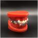 Dytah Toothpodont - Orthodontic Teeth Model with Mental Brackets & Ligature Ties | Red Study Tool for Teaching & Learning - Buy Online on GoSupps.com